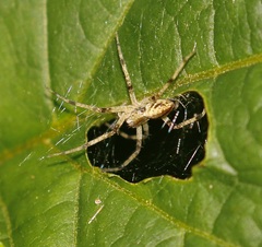Pisaurina mira