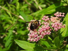 Xylocopa virginica
