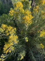 Ericameria nauseosa