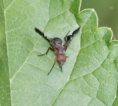 Delphinia picta