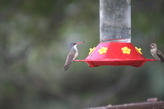 Leucolia violiceps