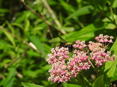 Xylocopa virginica