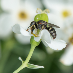 Oxybelus emarginatus