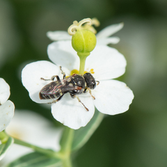 Oxybelus emarginatus