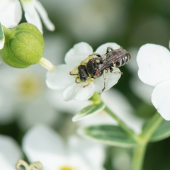 Oxybelus emarginatus