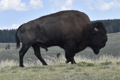 Bison bison bison