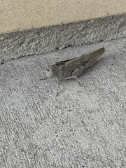 Dissosteira carolina