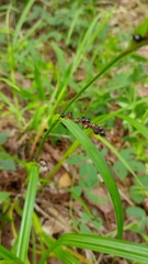 Carex digitata