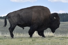 Bison bison bison