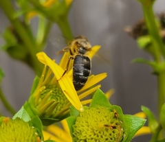Apis mellifera