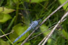 Erythemis simplicicollis