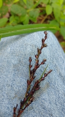 Carex digitata