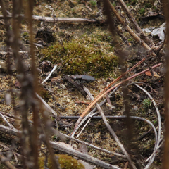 Cicindela punctulata punctulata