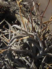 Tillandsia gilliesii