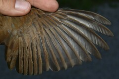 Hylocichla mustelina