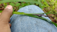 Carex digitata