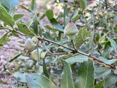 Heteroecus sanctaeclarae