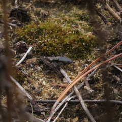 Cicindela punctulata punctulata