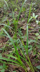 Carex digitata