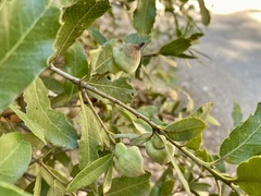 Heteroecus sanctaeclarae