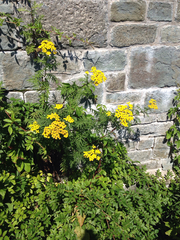 Tanacetum vulgare