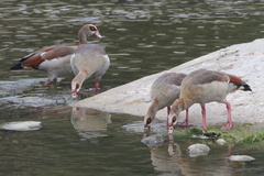 Alopochen aegyptiaca