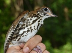 Hylocichla mustelina
