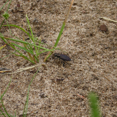 Cicindela punctulata punctulata