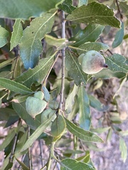 Heteroecus sanctaeclarae