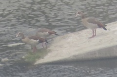 Alopochen aegyptiaca