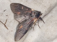 Notodonta dromedarius