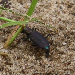 Cicindela punctulata punctulata