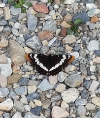 Limenitis lorquini