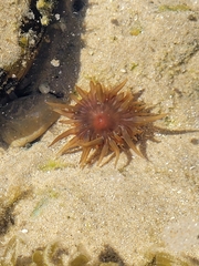 Actiniidae
