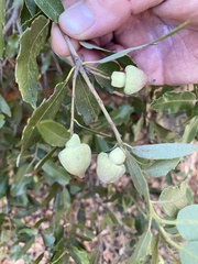 Heteroecus sanctaeclarae