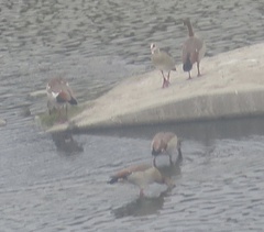 Alopochen aegyptiaca