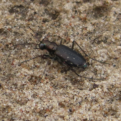 Cicindela punctulata punctulata