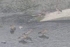 Alopochen aegyptiaca