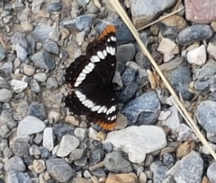 Limenitis lorquini