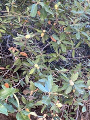 Heteroecus sanctaeclarae