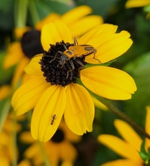 Chauliognathus pensylvanicus