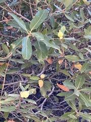 Heteroecus sanctaeclarae