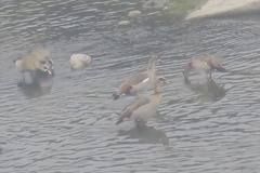 Alopochen aegyptiaca