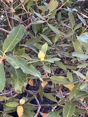 Heteroecus sanctaeclarae