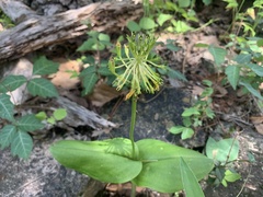 Malaxis brachyrrhynchos