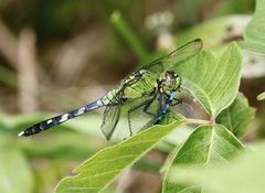 Erythemis simplicicollis