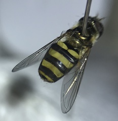 Eupeodes americanus