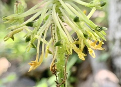 Malaxis brachyrrhynchos