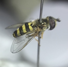 Eupeodes americanus