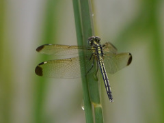 Hemistigma albipunctum